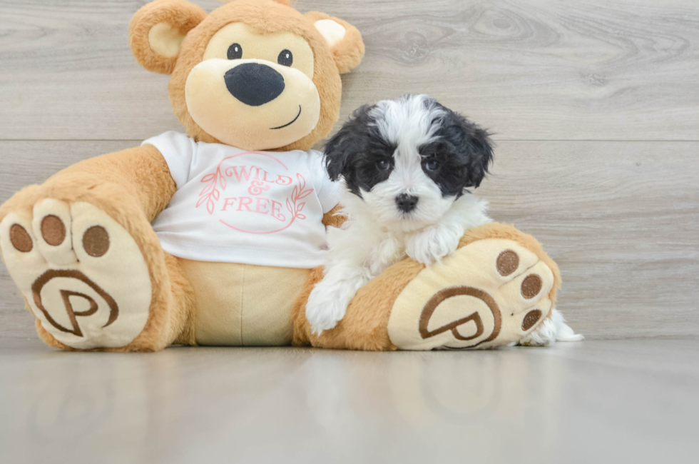 6 week old Maltipoo Puppy For Sale - Florida Fur Babies