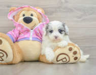 8 week old Maltipoo Puppy For Sale - Florida Fur Babies