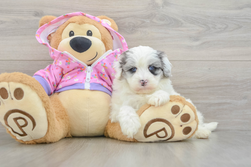 5 week old Maltipoo Puppy For Sale - Florida Fur Babies