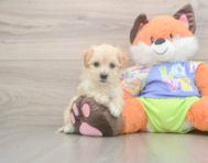 8 week old Maltipoo Puppy For Sale - Florida Fur Babies