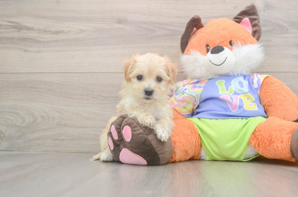 5 week old Maltipoo Puppy For Sale - Florida Fur Babies