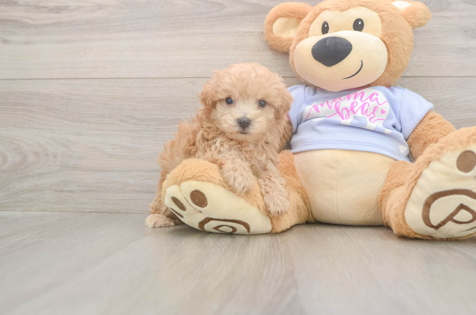 5 week old Maltipoo Puppy For Sale - Florida Fur Babies