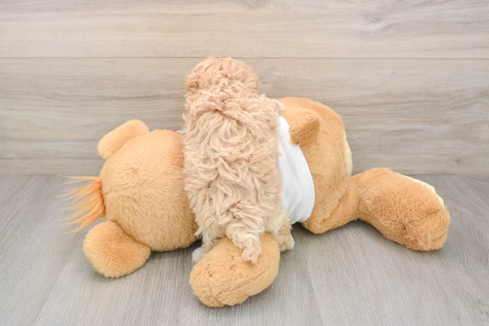 Maltipoo Pup Being Cute