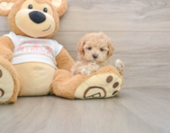 6 week old Maltipoo Puppy For Sale - Florida Fur Babies
