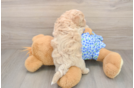 Popular Maltipoo Poodle Mix Pup