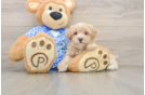 Best Maltipoo Baby