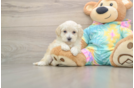 Best Maltipoo Baby