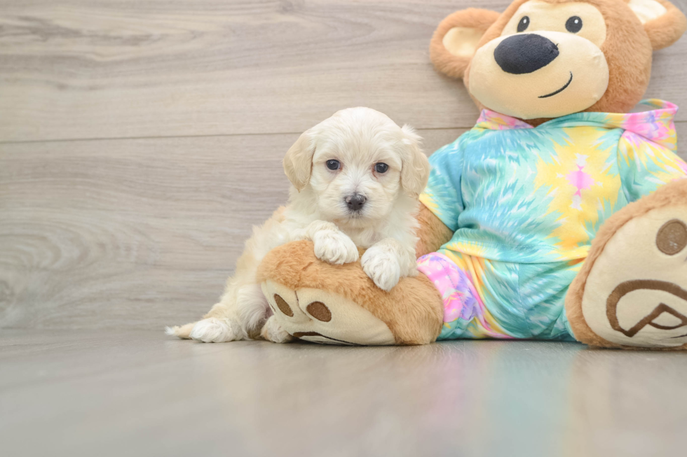 Best Maltipoo Baby