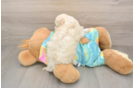 Popular Maltipoo Poodle Mix Pup