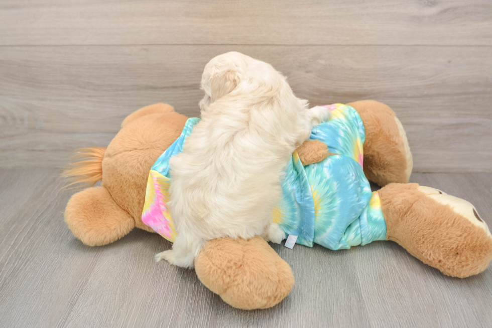 Popular Maltipoo Poodle Mix Pup