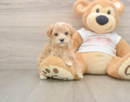 7 week old Maltipoo Puppy For Sale - Florida Fur Babies