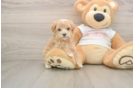 Little Multipoo Poodle Mix Puppy