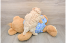 Maltipoo Pup Being Cute