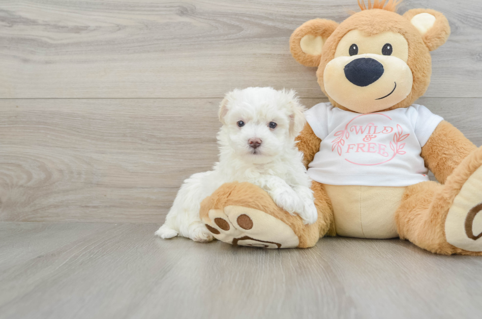 6 week old Maltipoo Puppy For Sale - Florida Fur Babies