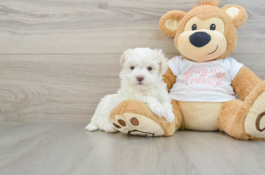 Playful Maltepoo Poodle Mix Puppy