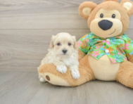 9 week old Maltipoo Puppy For Sale - Florida Fur Babies