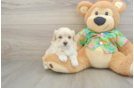 Maltipoo Puppy for Adoption