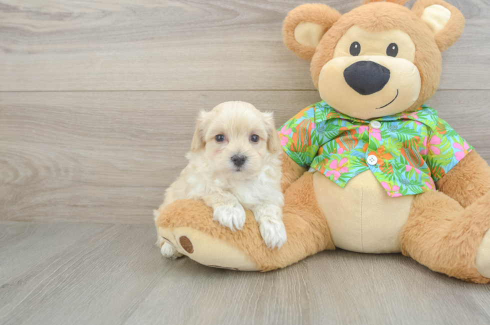 6 week old Maltipoo Puppy For Sale - Florida Fur Babies