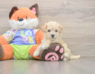 8 week old Maltipoo Puppy For Sale - Florida Fur Babies