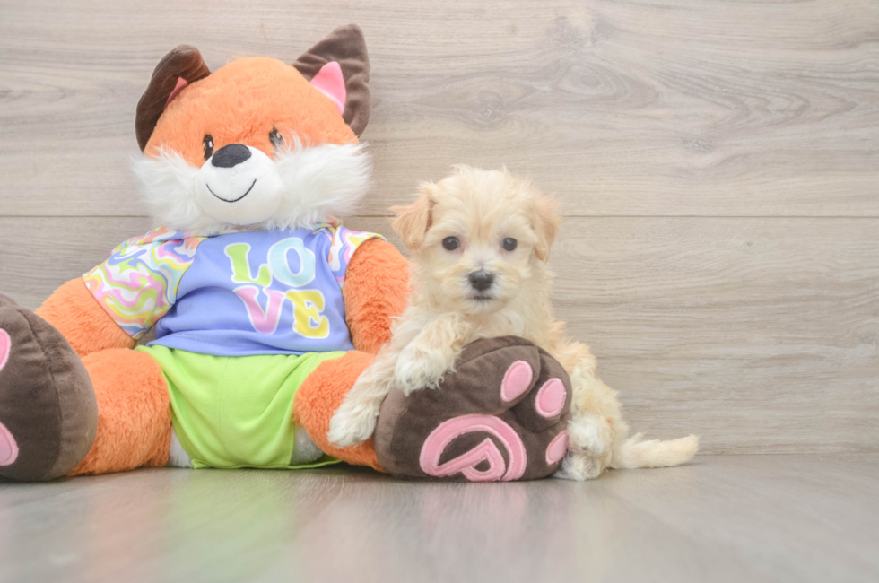 5 week old Maltipoo Puppy For Sale - Florida Fur Babies