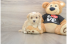 Small Maltipoo Baby