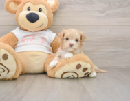 6 week old Maltipoo Puppy For Sale - Florida Fur Babies