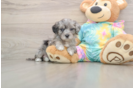 Happy Maltipoo Baby