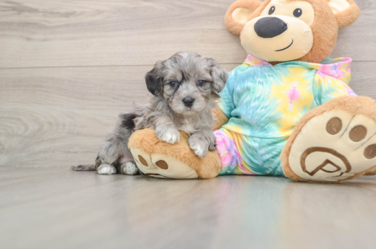 Happy Maltipoo Baby