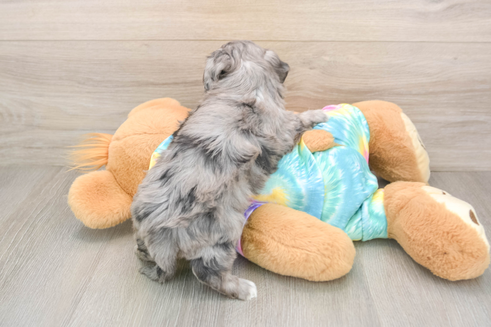 Best Maltipoo Baby