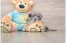 Maltipoo Puppy for Adoption