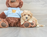 8 week old Maltipoo Puppy For Sale - Florida Fur Babies