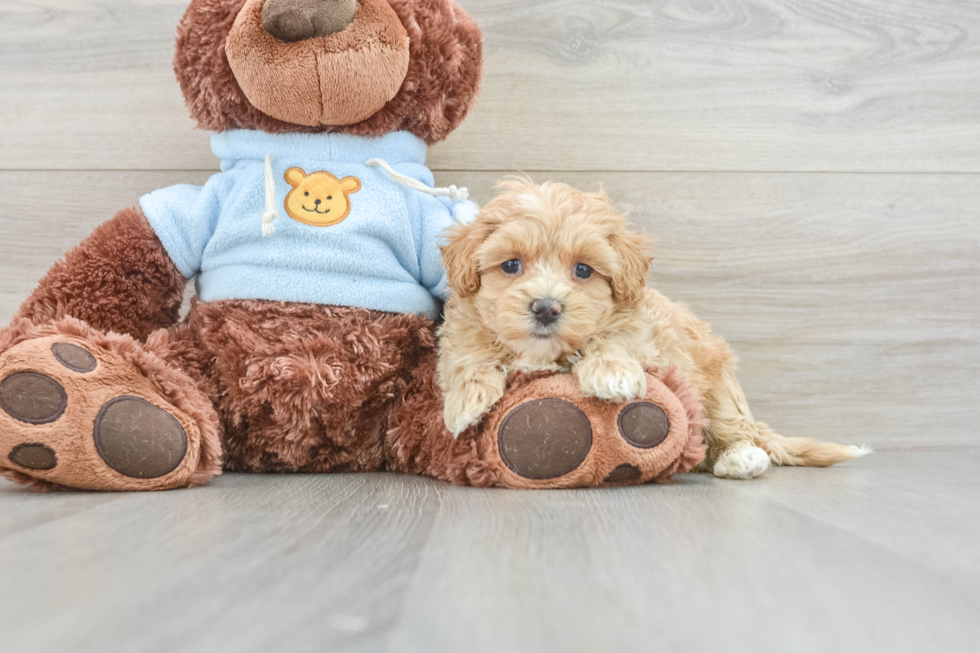 Little Maltidoodle Poodle Mix Puppy