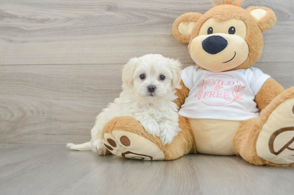 6 week old Maltipoo Puppy For Sale - Florida Fur Babies