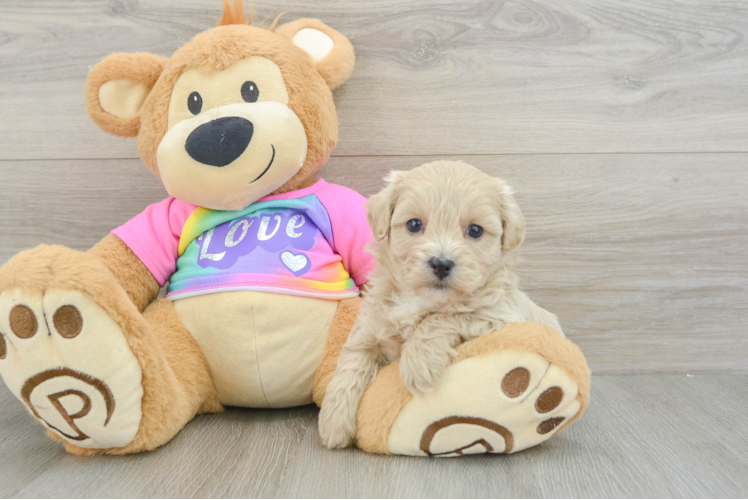 Petite Maltipoo Poodle Mix Pup