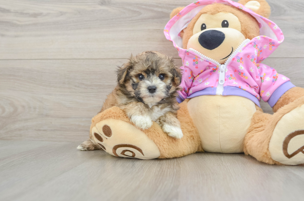 5 week old Maltipoo Puppy For Sale - Florida Fur Babies