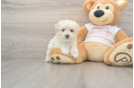 Best Maltipoo Baby