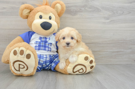 Friendly Maltipoo Baby