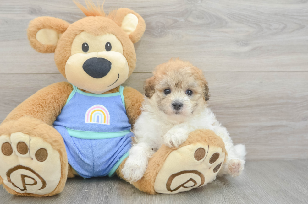 5 week old Maltipoo Puppy For Sale - Florida Fur Babies