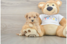 Maltipoo Pup Being Cute