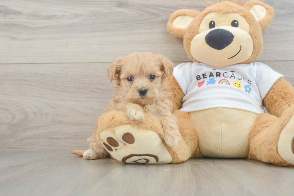 Maltipoo Pup Being Cute