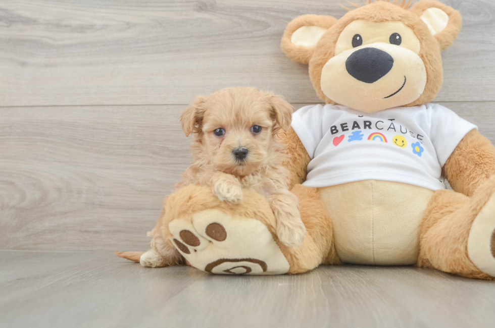 6 week old Maltipoo Puppy For Sale - Florida Fur Babies