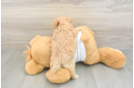 Maltipoo Pup Being Cute