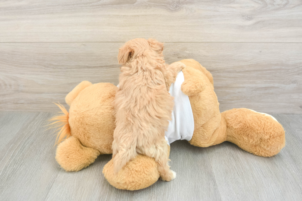 Maltipoo Pup Being Cute