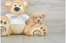 Happy Maltipoo Baby