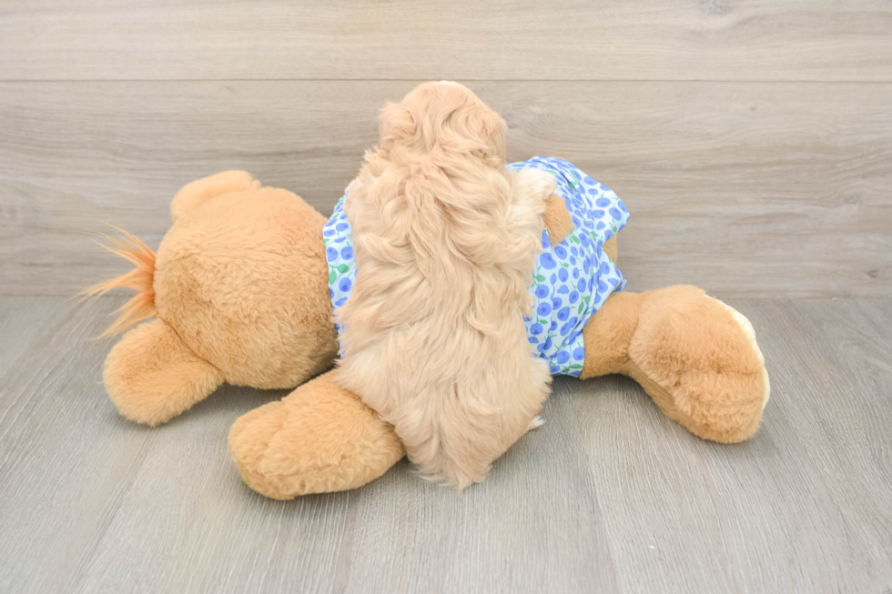 Meet Lace - our Maltipoo Puppy Photo  3/3 - Florida Fur Babies Playful Maltepoo Poodle Mix Puppy