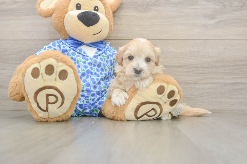 Meet Lace - our Maltipoo Puppy Photo  1/3 - Florida Fur Babies Popular Maltipoo Poodle Mix Pup