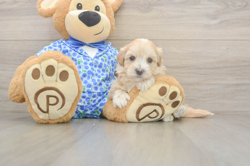 5 week old Maltipoo Puppy For Sale - Florida Fur Babies