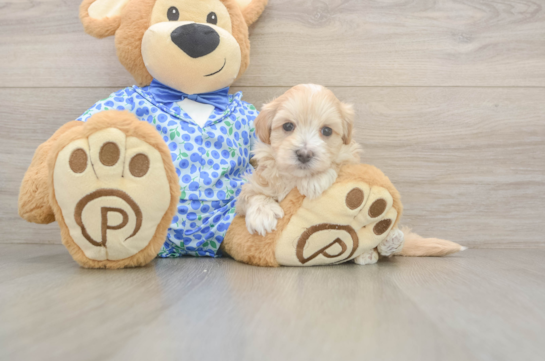 5 week old Maltipoo Puppy For Sale - Florida Fur Babies Popular Maltipoo Poodle Mix Pup