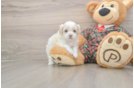Popular Maltipoo Poodle Mix Pup