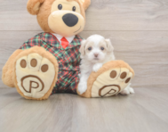8 week old Maltipoo Puppy For Sale - Florida Fur Babies